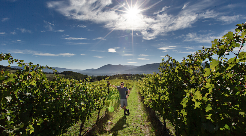 Journey Wines Vineyard